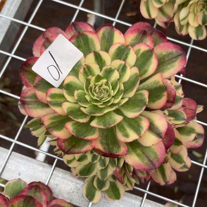 无花朵001特价倾城无根无售后