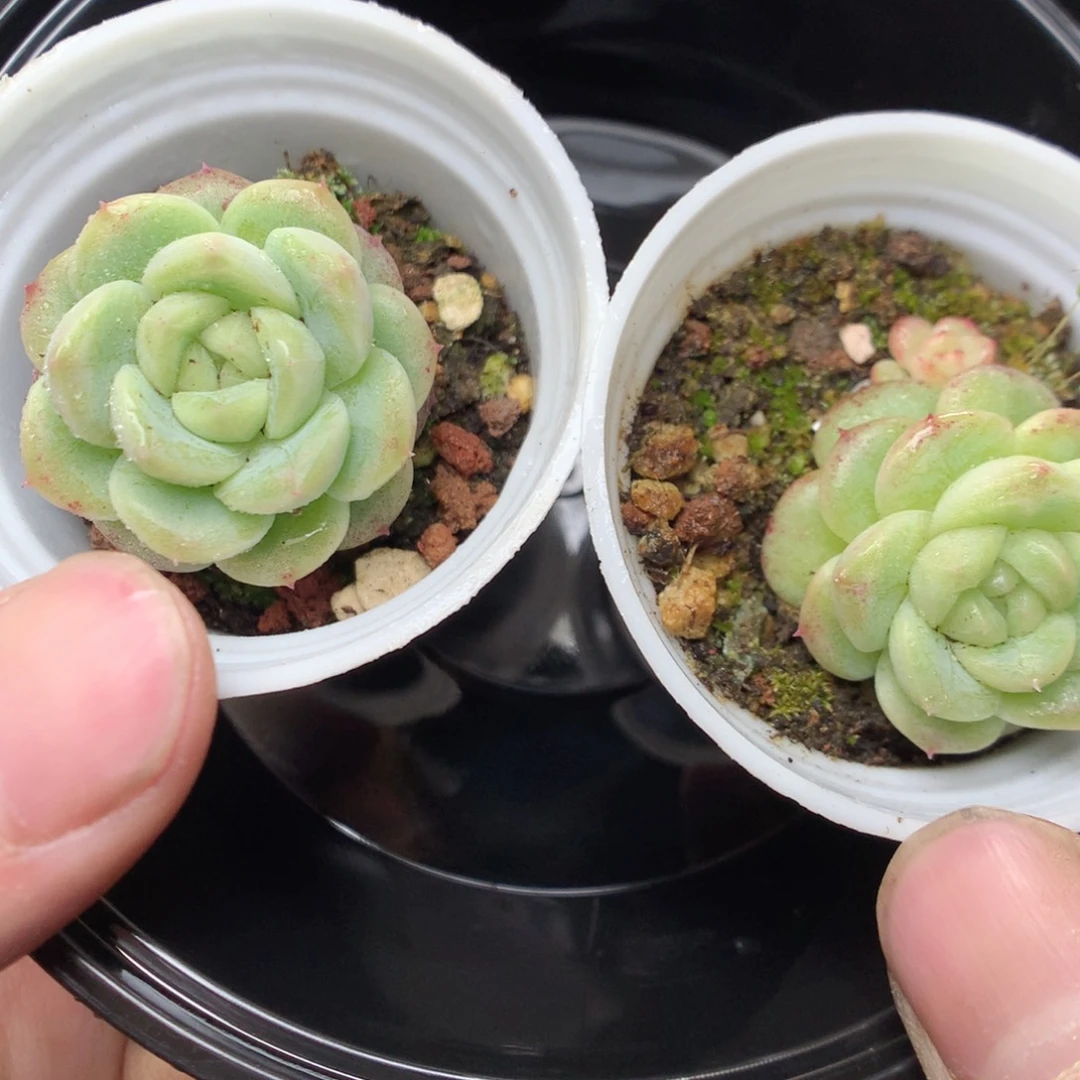 V81y y y y y y y y y y