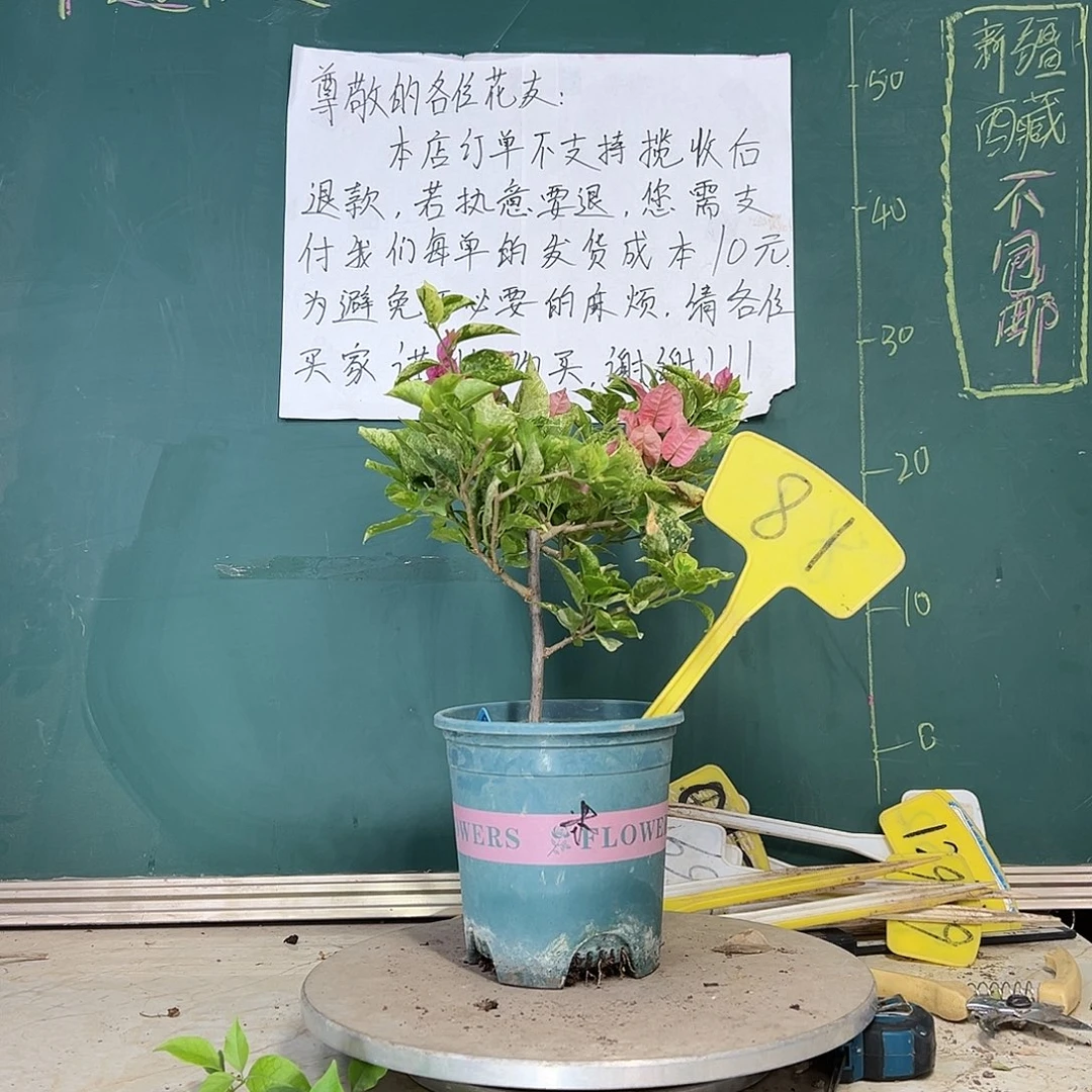 当前无花栽培后可以开花斑叶米罗 81