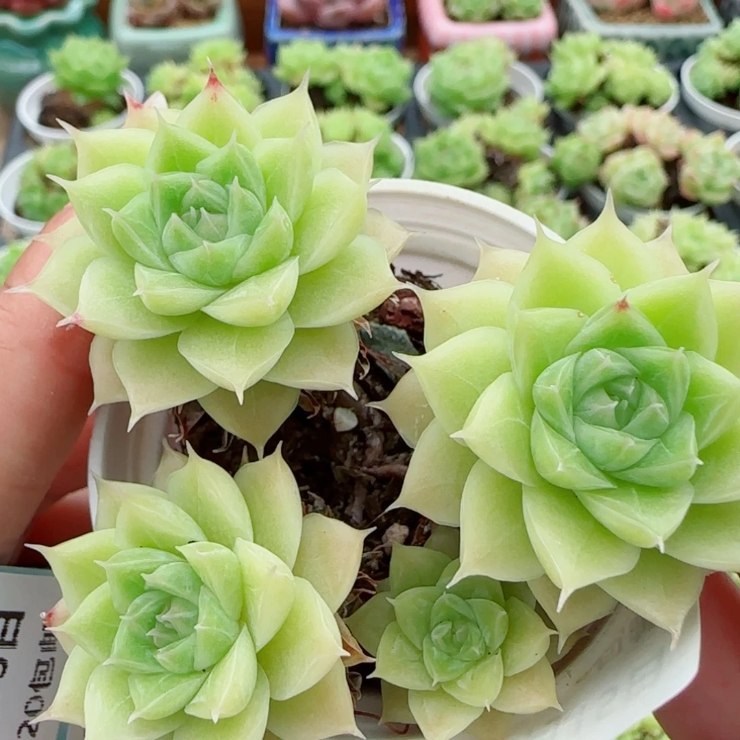 花语逸镜0915-11整