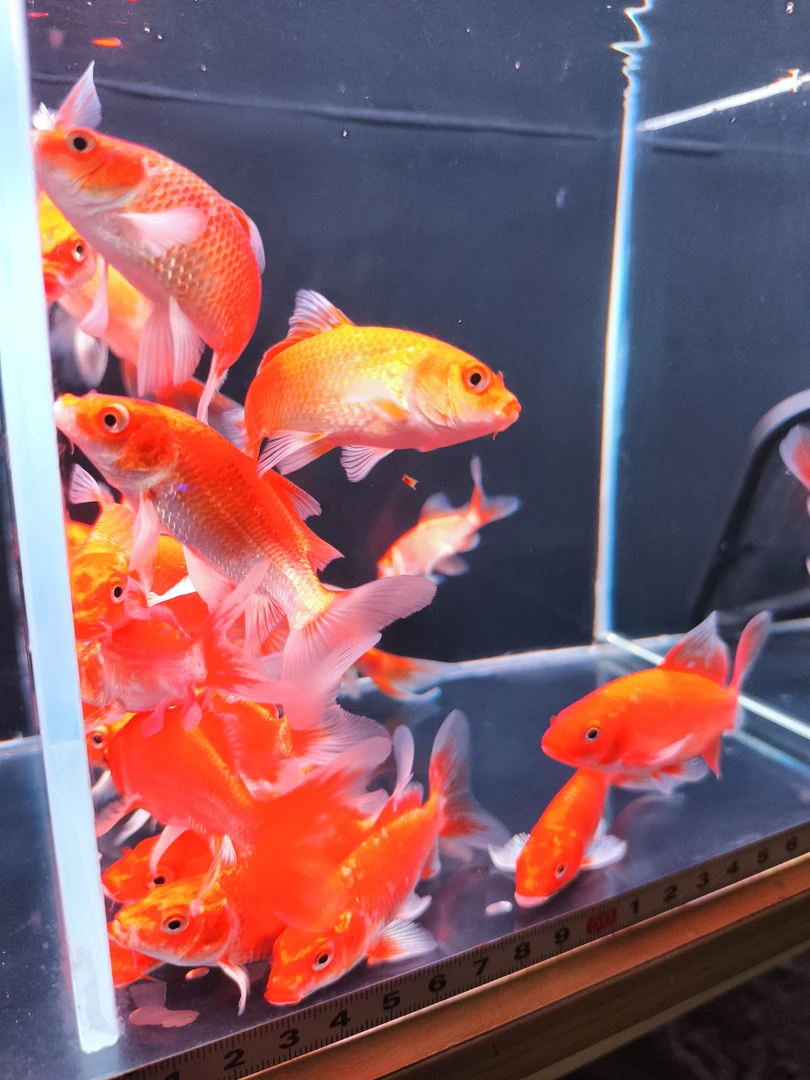 蝴蝶鲤冷水观赏鱼新手好养耐活