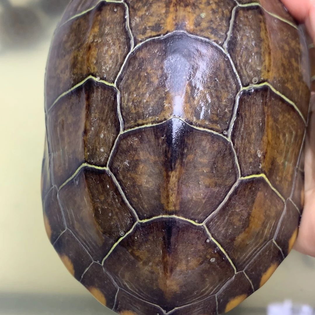 绿毛龟母中华草龟不分公母