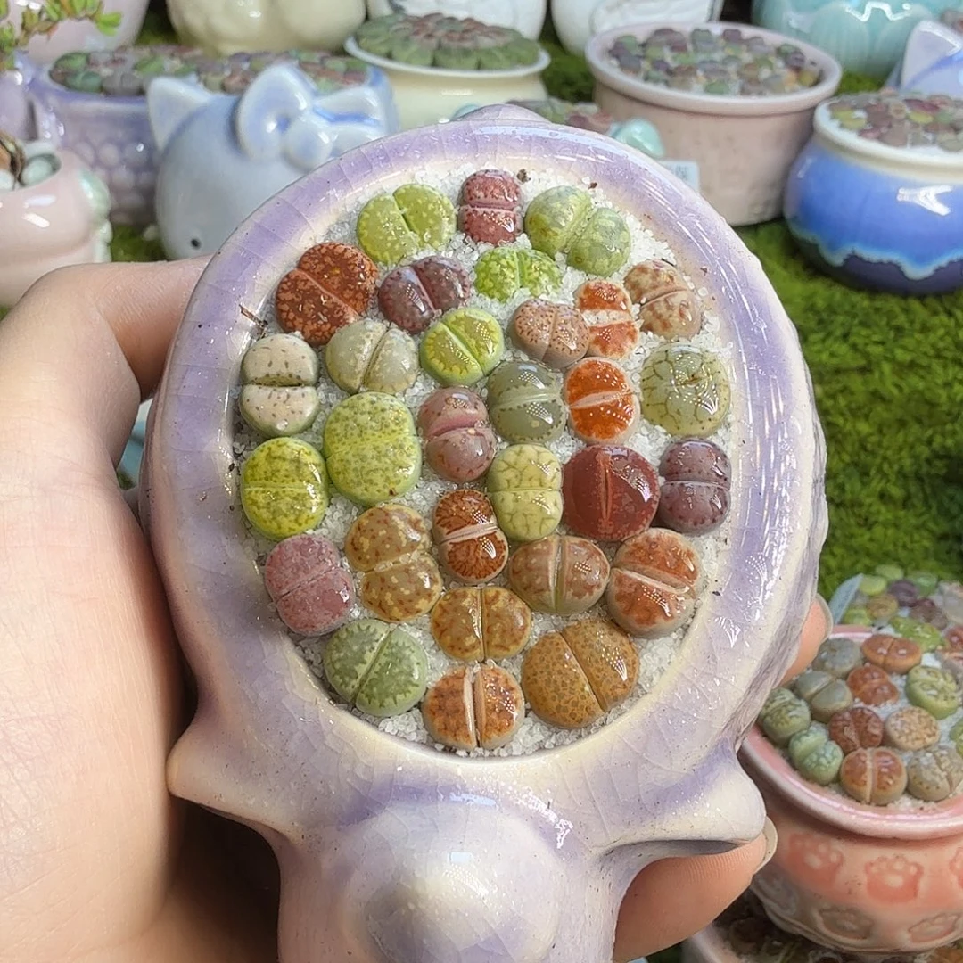 多肉植物的生长567