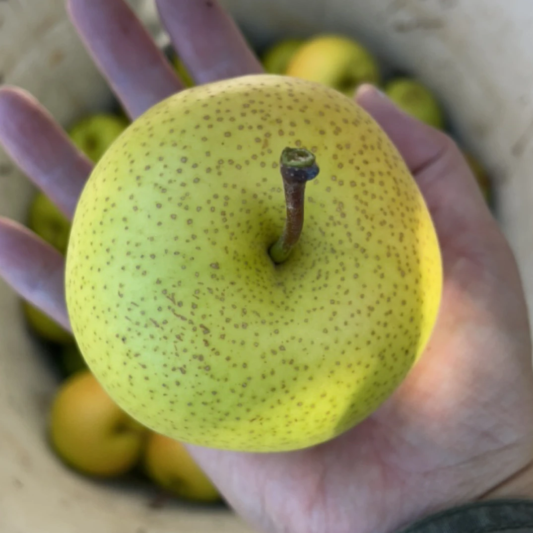 绥中瓜甜梨新鲜采摘当季水果脆甜多汁整箱包邮