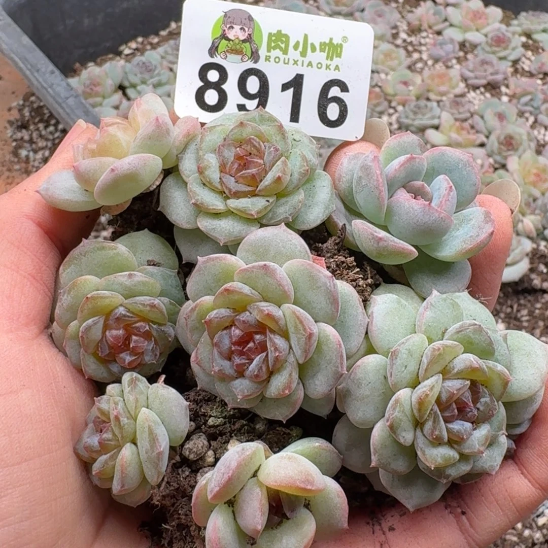 多肉植物多肉植物