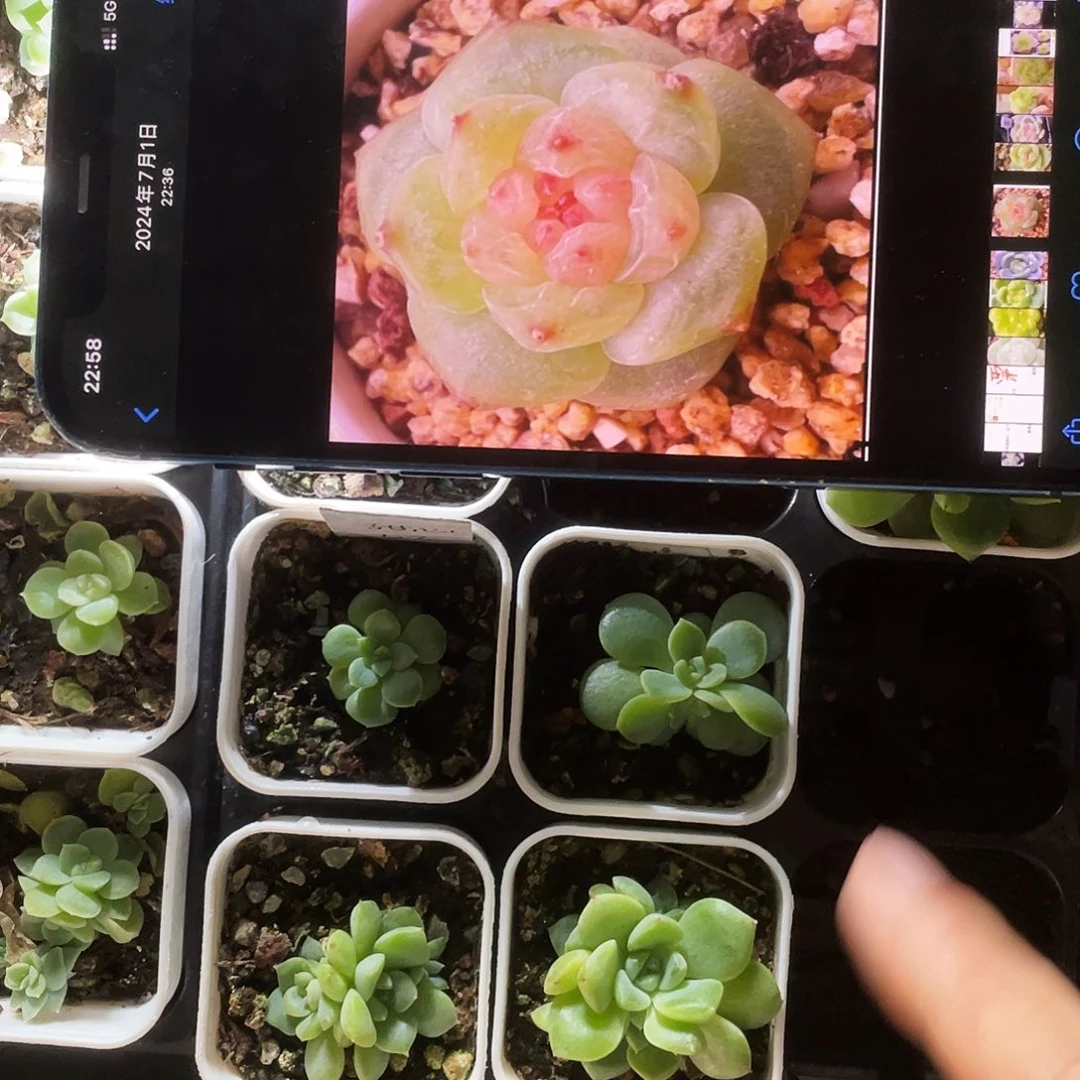 唐唐t2 中苗盆一个满25包邮