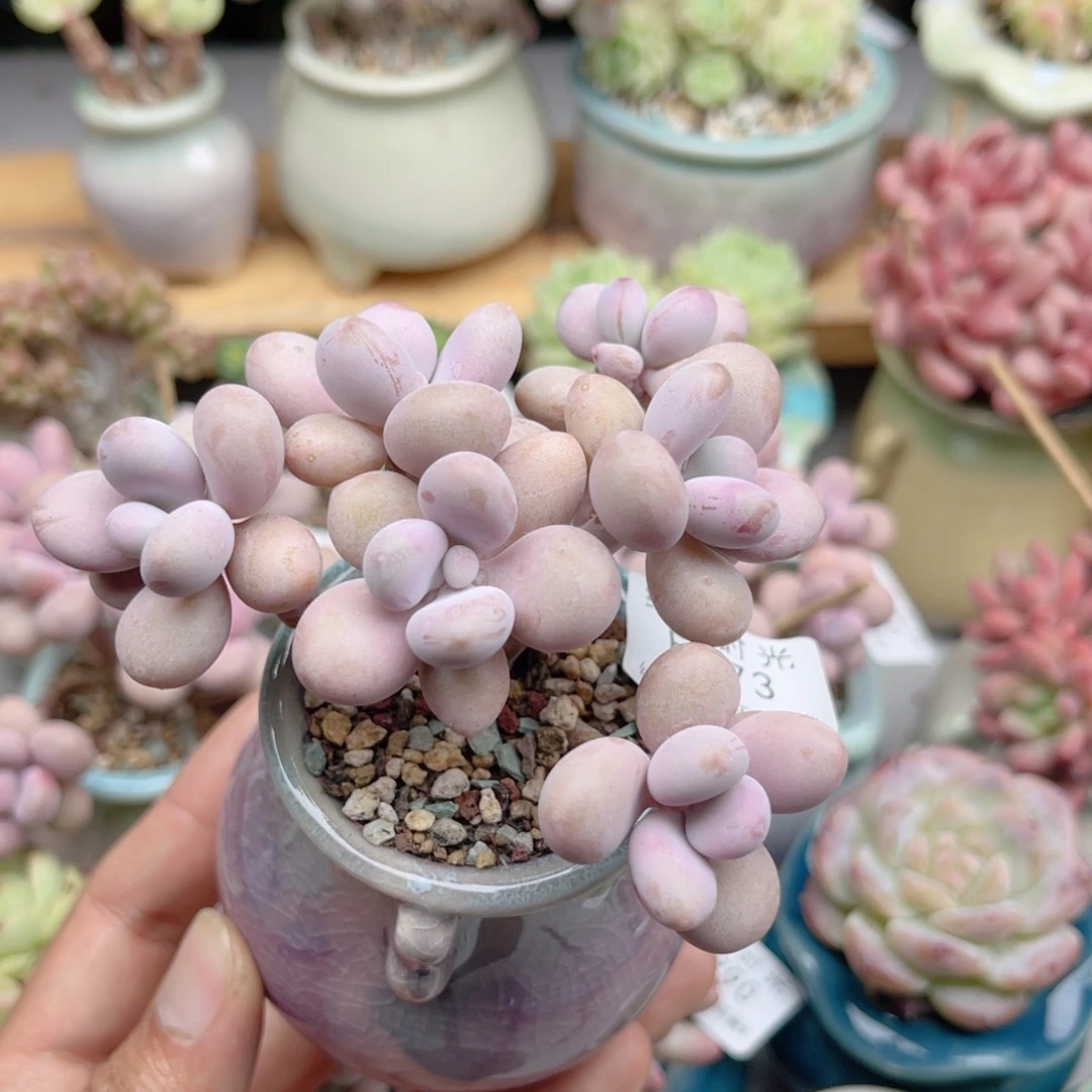 673 六头桃蛋 带陶瓷盆发货 满28包邮