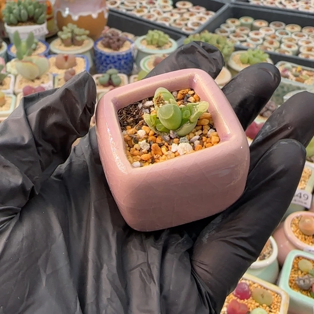 4983--一物一拍 带盆