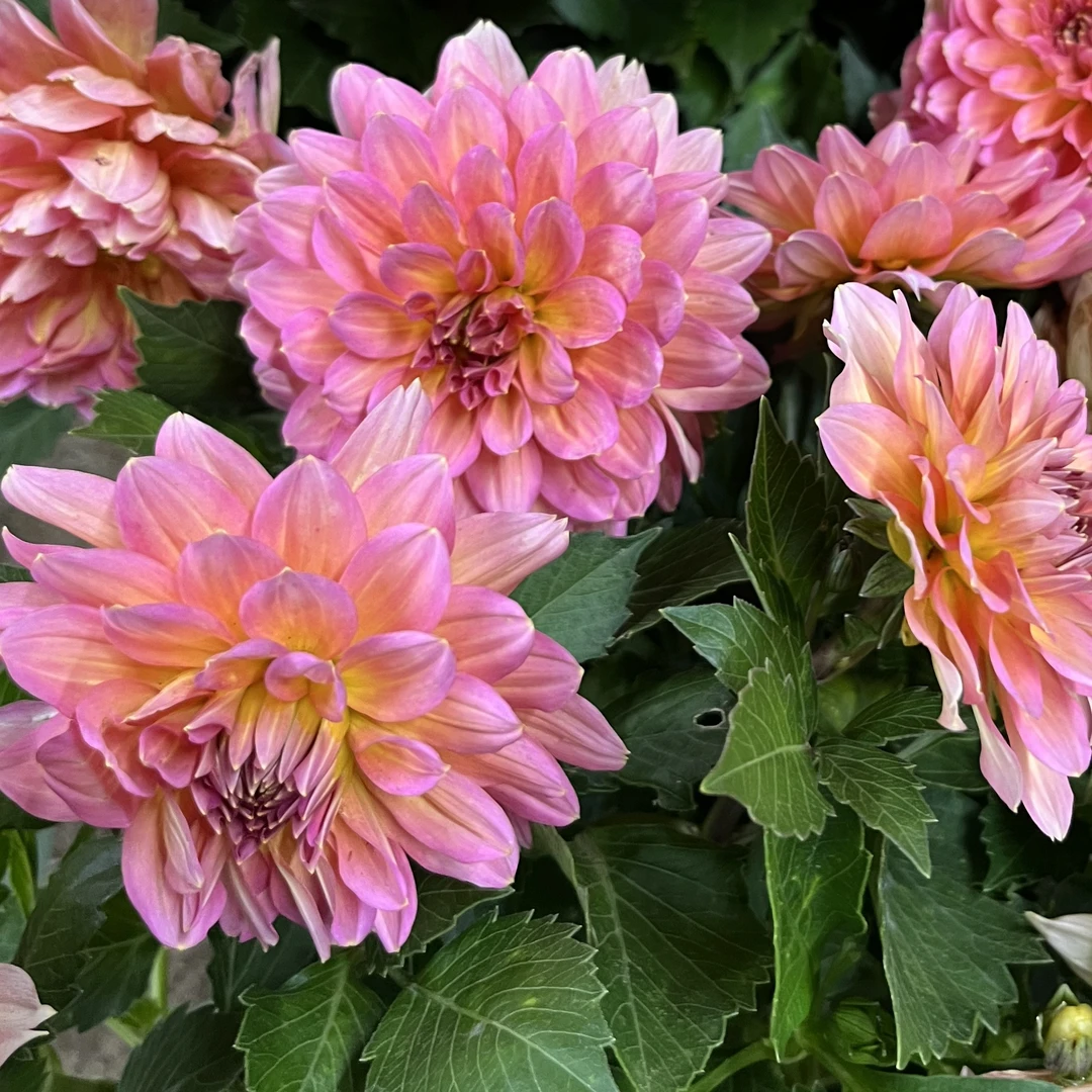 大丽花三文鱼盆栽花卉大花型四季开花阳台庭院观花植物