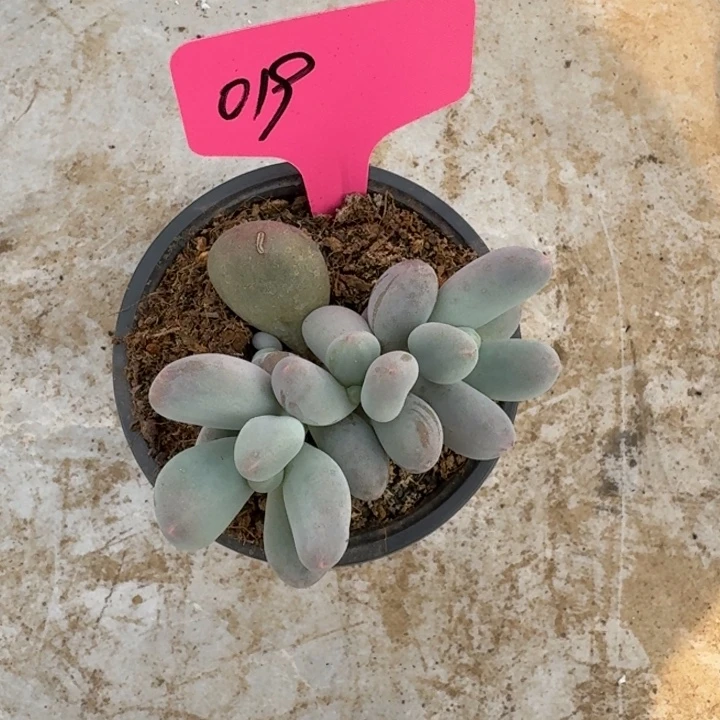 019米可奶新号福利价