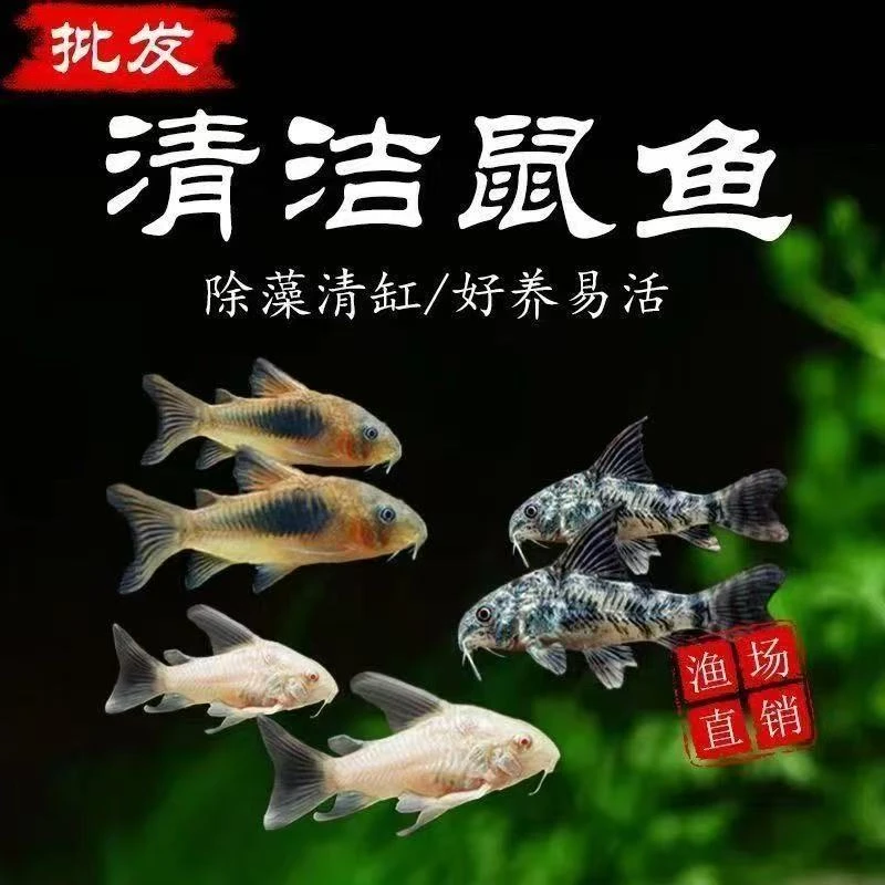 鼠鱼合集底栖鱼花椒咖啡白鼠金苔鼠熊猫鼠珍珠茉莉豹鼠除藻鱼
