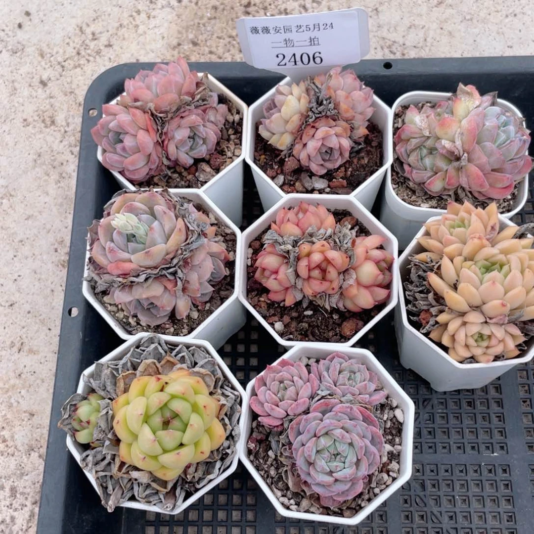 薇薇安园艺多肉2406