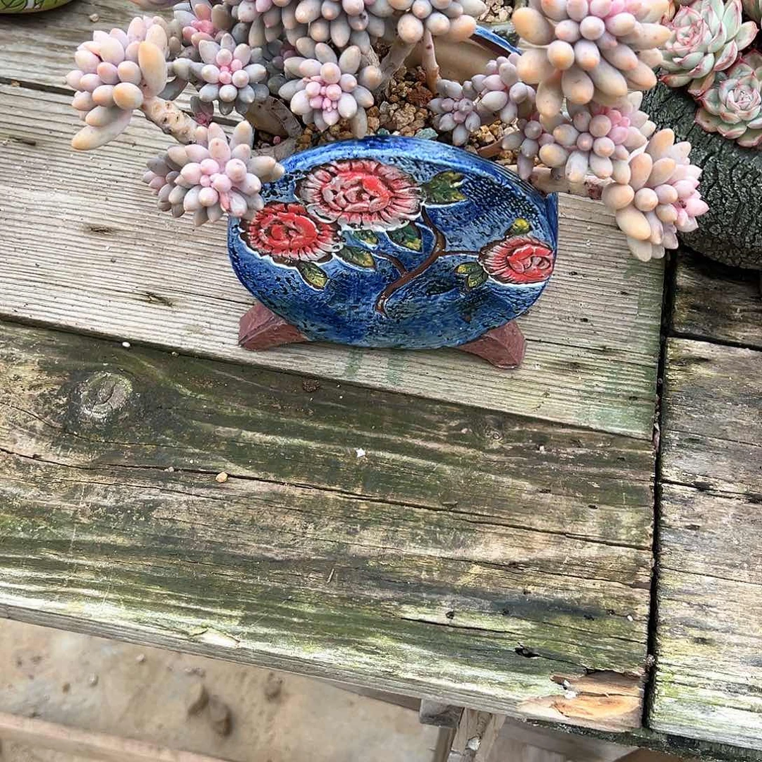 爱**樱婴儿手指多肉植物脱土