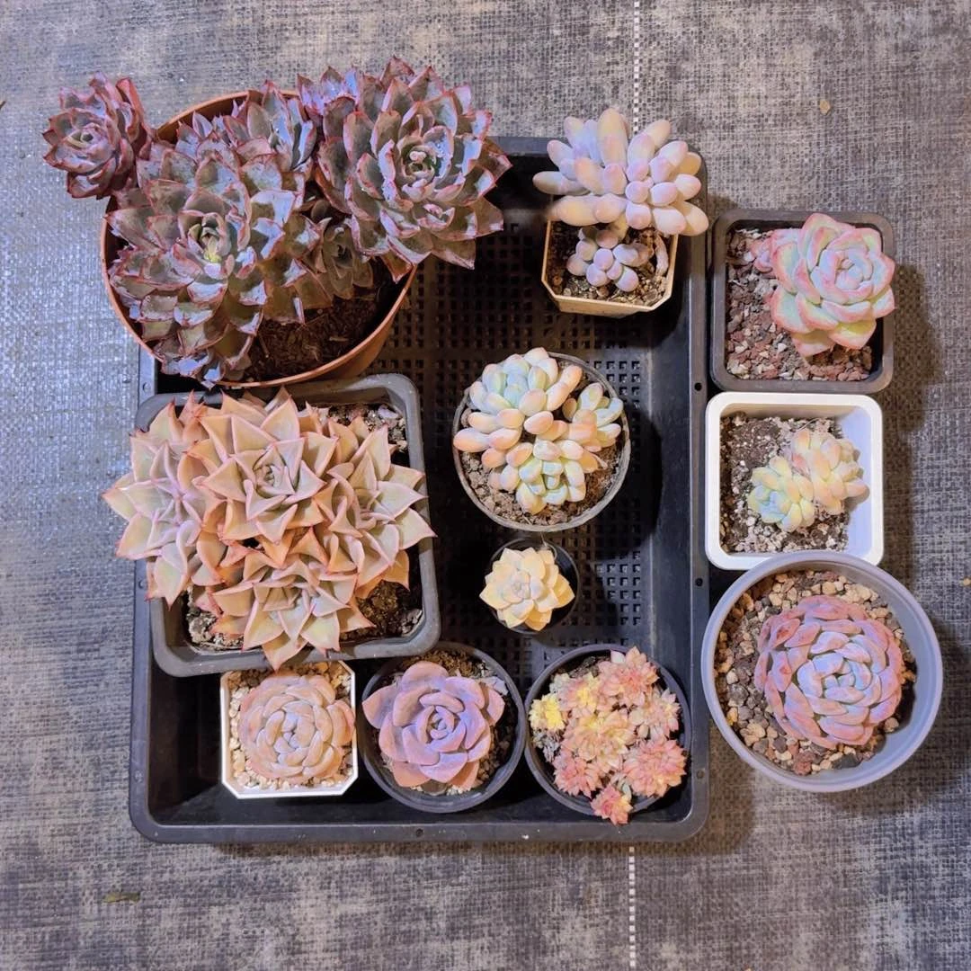 晴*?多肉组合一物一拍