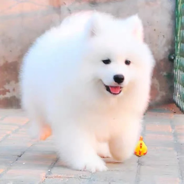 萨摩犬幼犬宠物狗活体