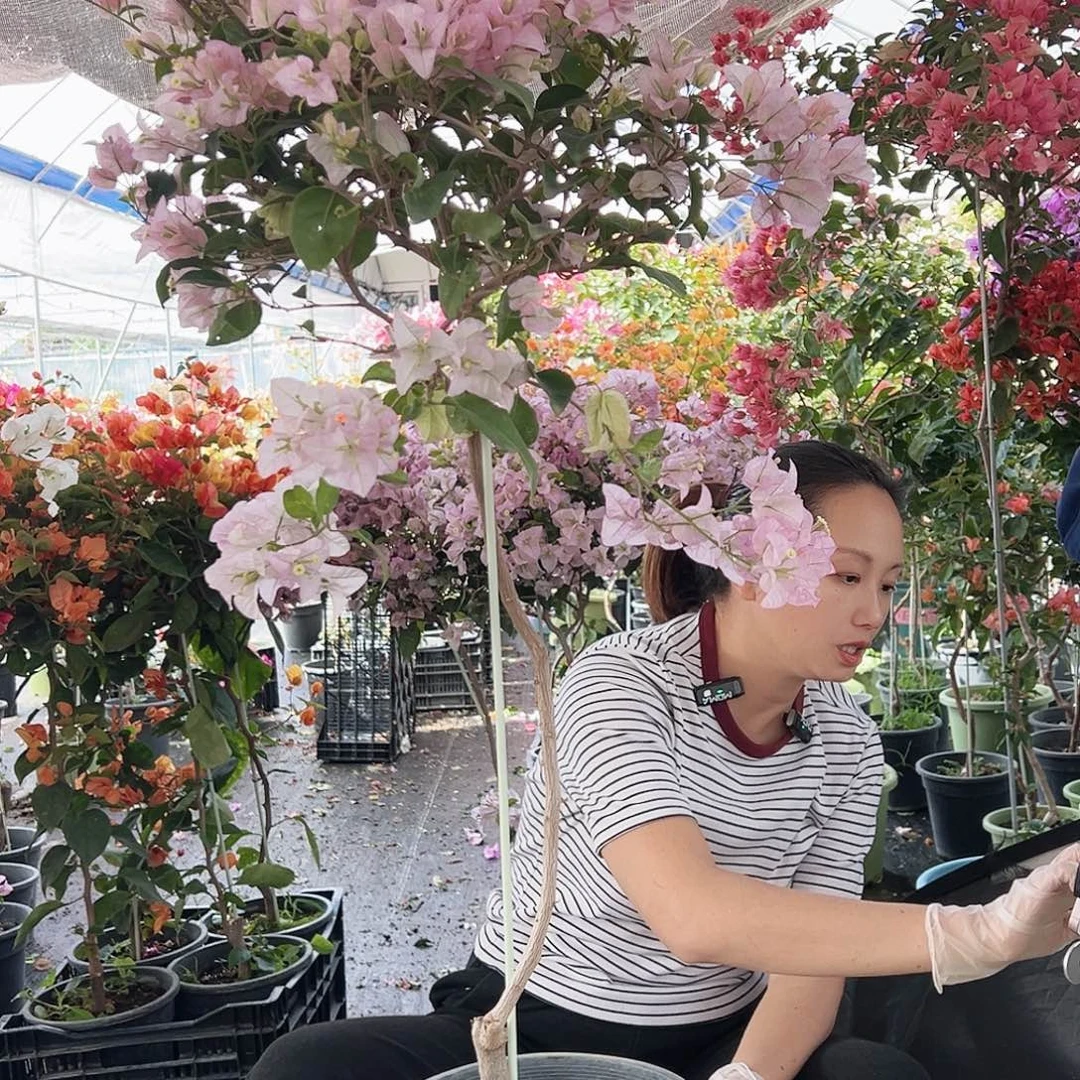 金***林大部分花苞少量开放C37丽娜