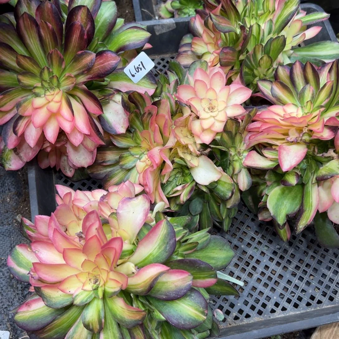 651流星雨阴阳一颗48