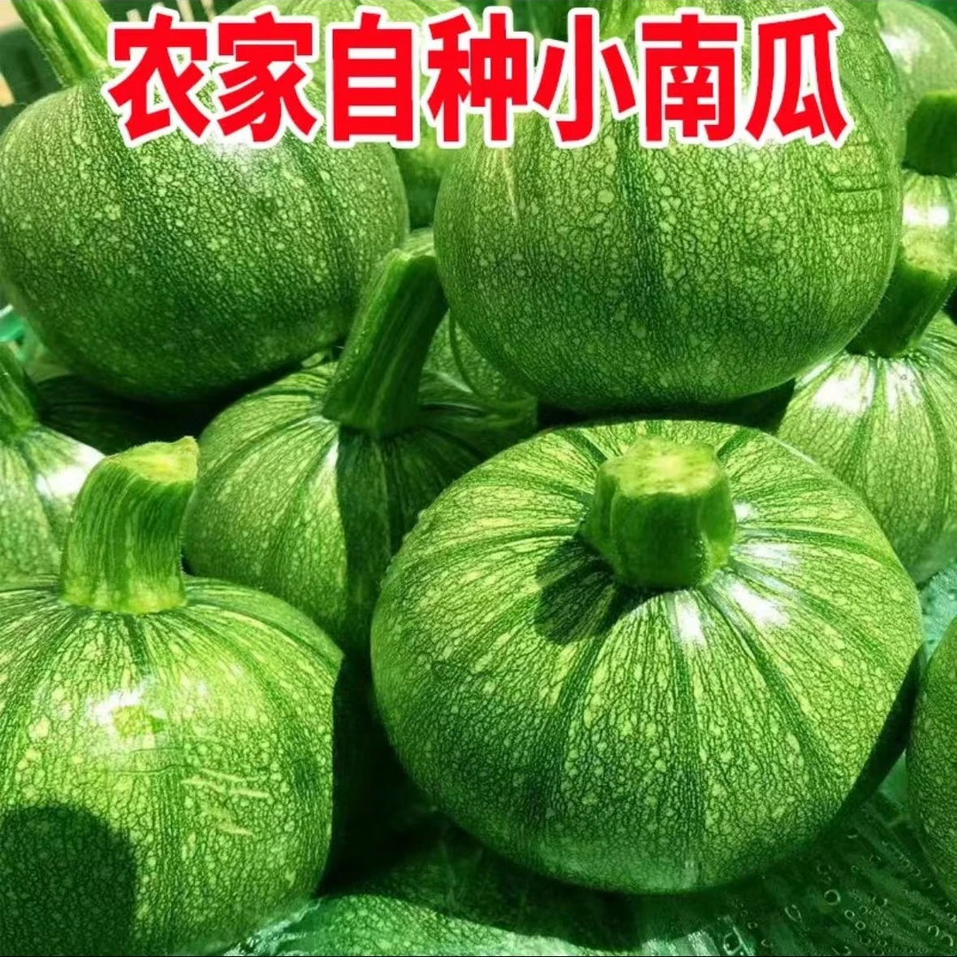 【净重5斤】云南小圆瓜现摘现发可素炒煮汤可做馅纸箱防撞网套发货