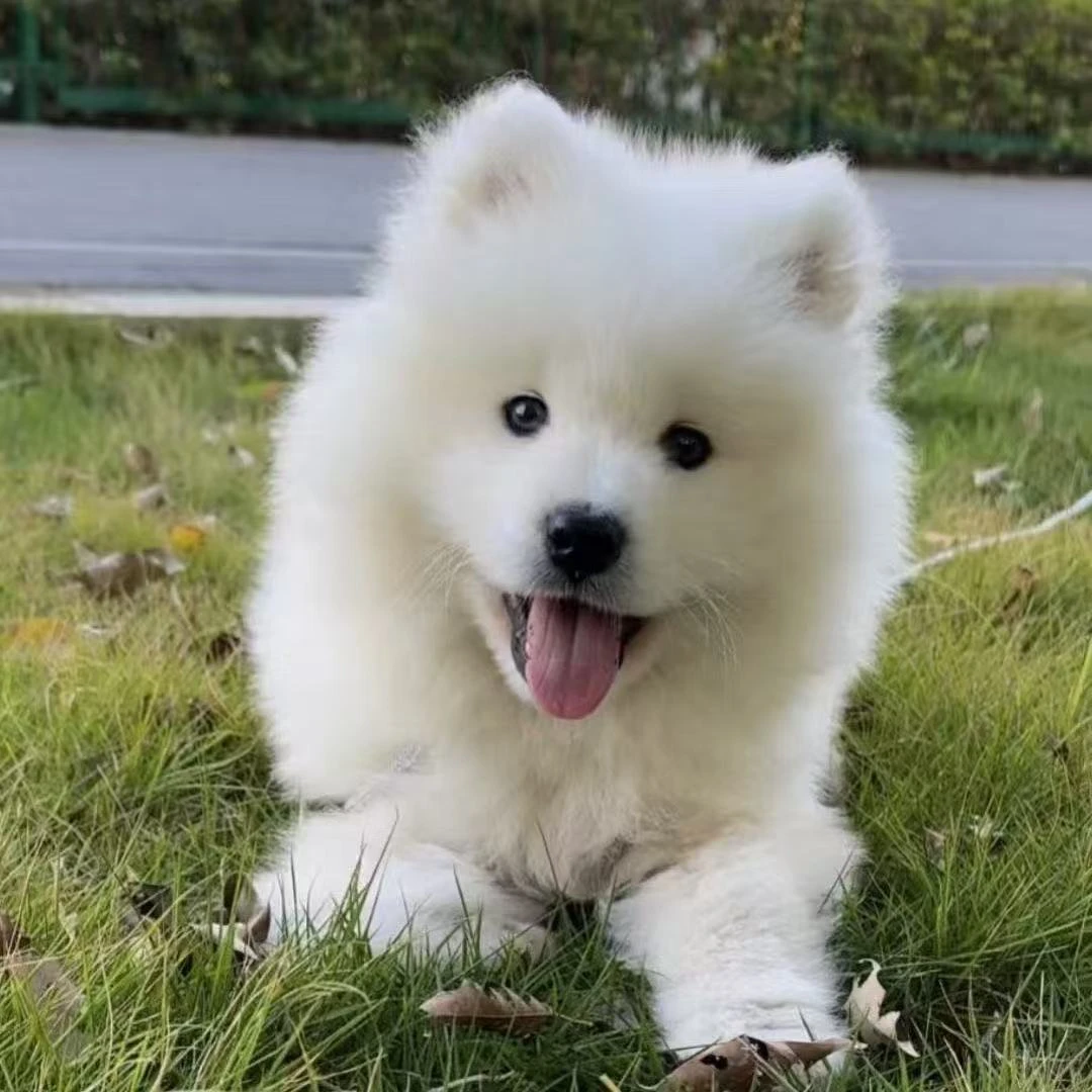 萨摩耶幼崽活物微笑天使萨摩耶熊版雪橇犬幼犬萨摩耶超萌狗狗