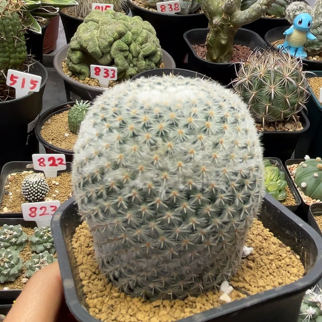 实生雪顶希望丸仙人球