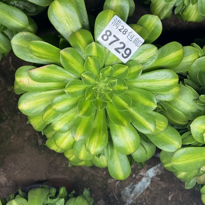 8729琉璃多肉植物