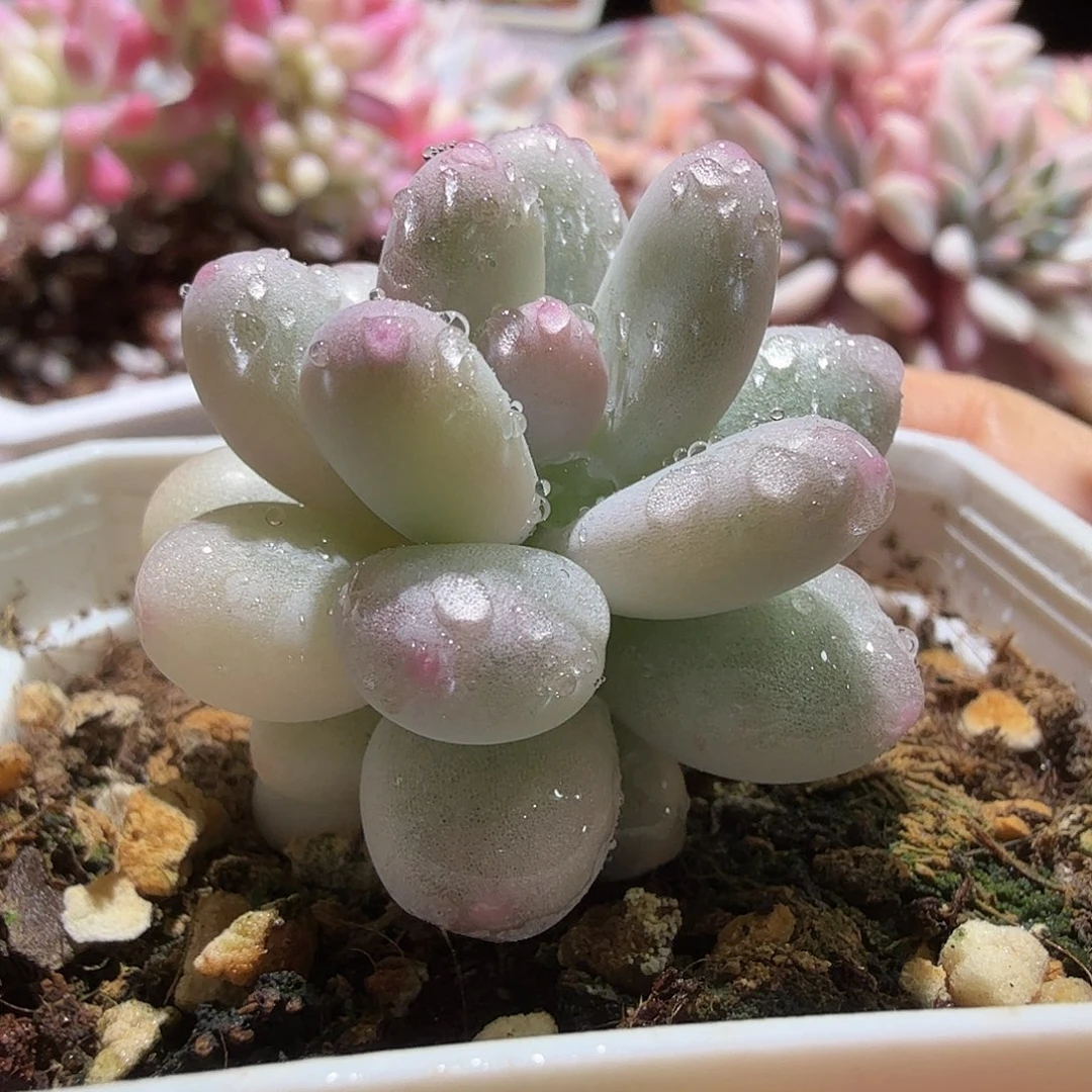 奶酪白覆轮锦，多肉植物