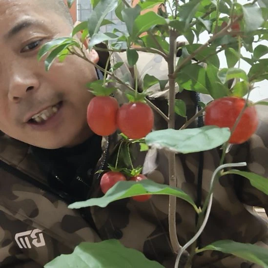 无花朵金弹子水晶小滴