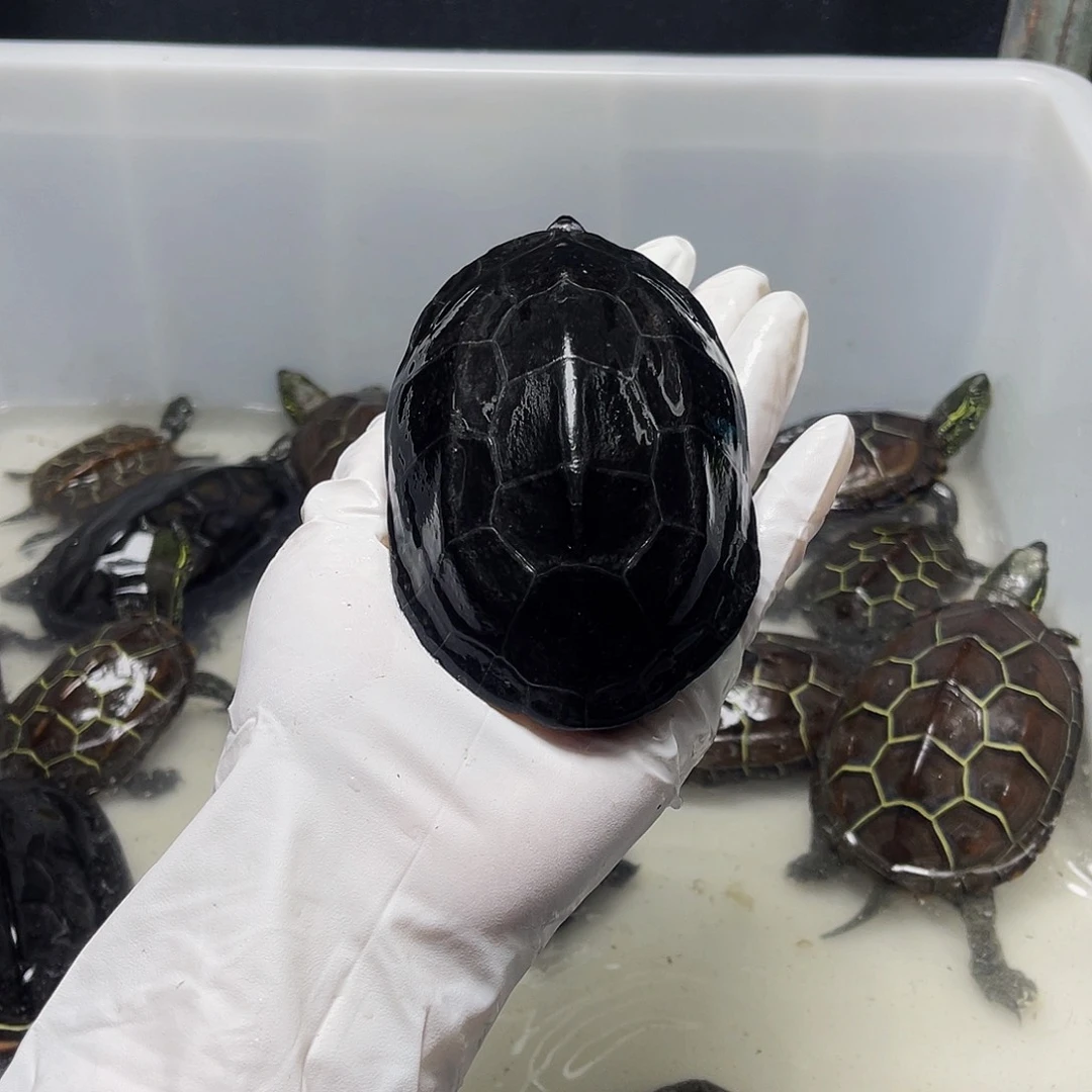 壬***申中华草龟公母搭配1234566