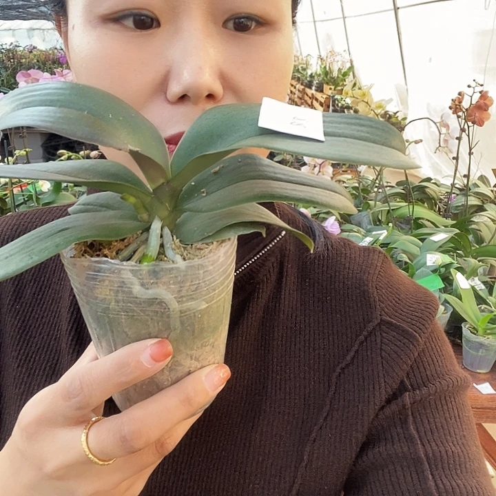 无花朵风之谷蝴蝶兰