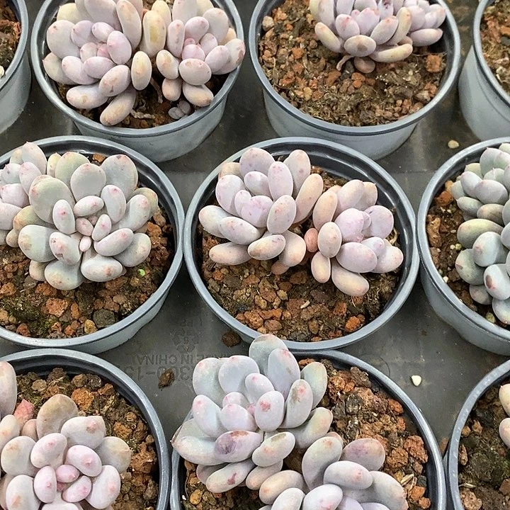 34。香香雪。双头起