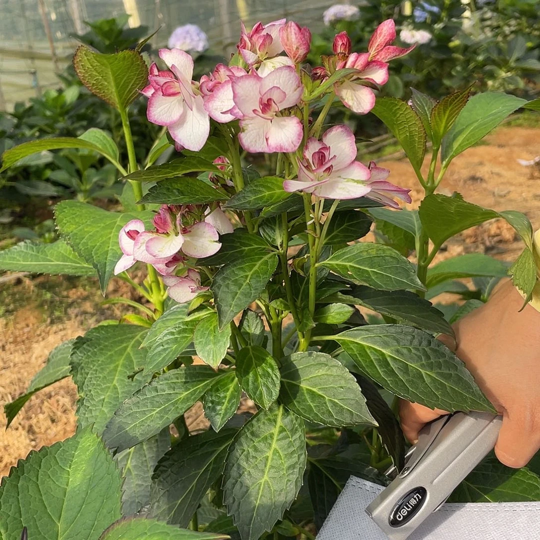 绣球切花一物一拍3枝起包邮，174