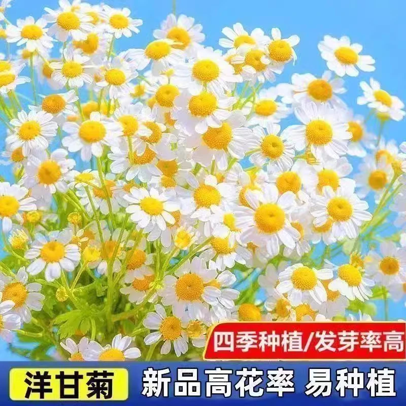 高质放青松绿植小雏菊花种子洋甘菊花种籽子室内外阳台花卉盆栽种