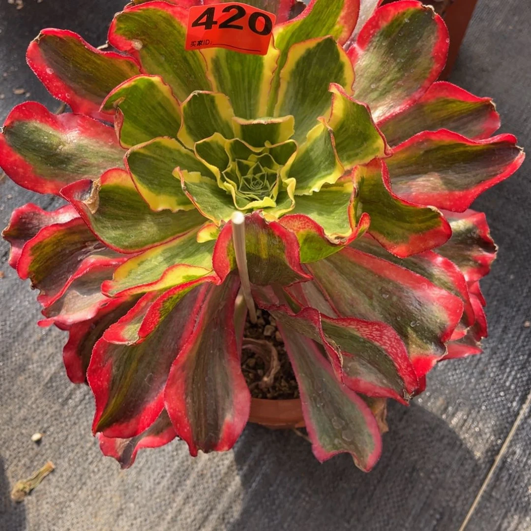 群*420多肉法师魅影