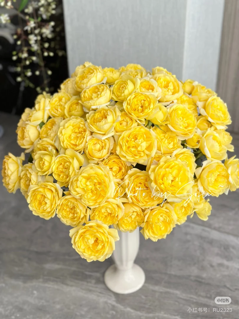 【好物鲜花】稀有杨桃汁阳台10支 两单顺丰包邮