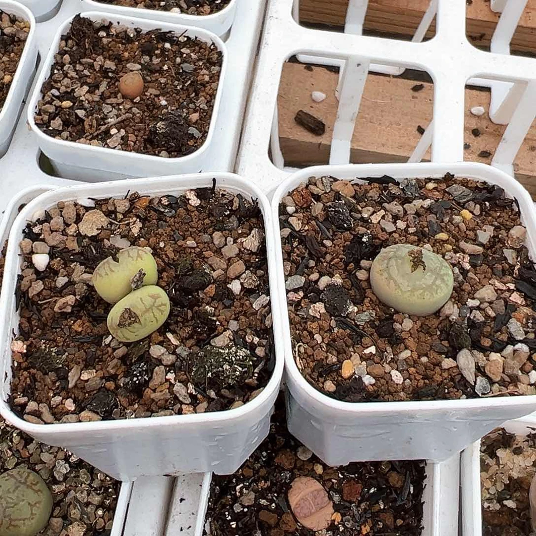 钧*专拍 多肉肉锥