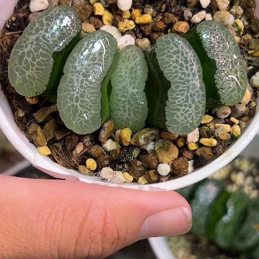 终极蓝玉扇十二卷多肉植物