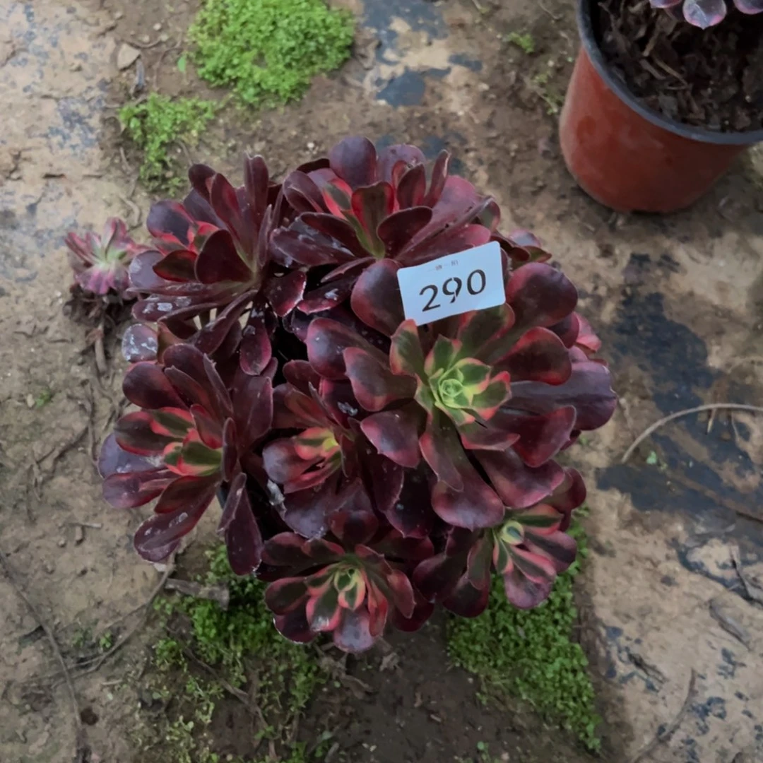 美杜莎绣球290多肉植物