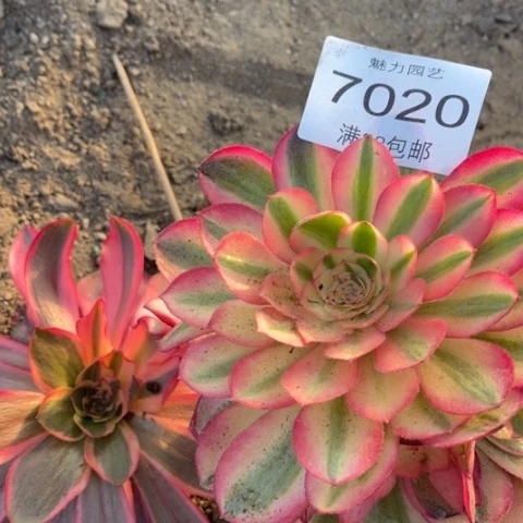 荔枝多肉多肉7020