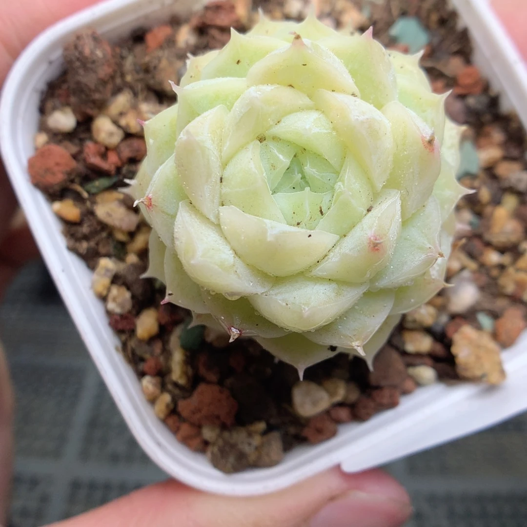 A32y y y y y y y y t t t