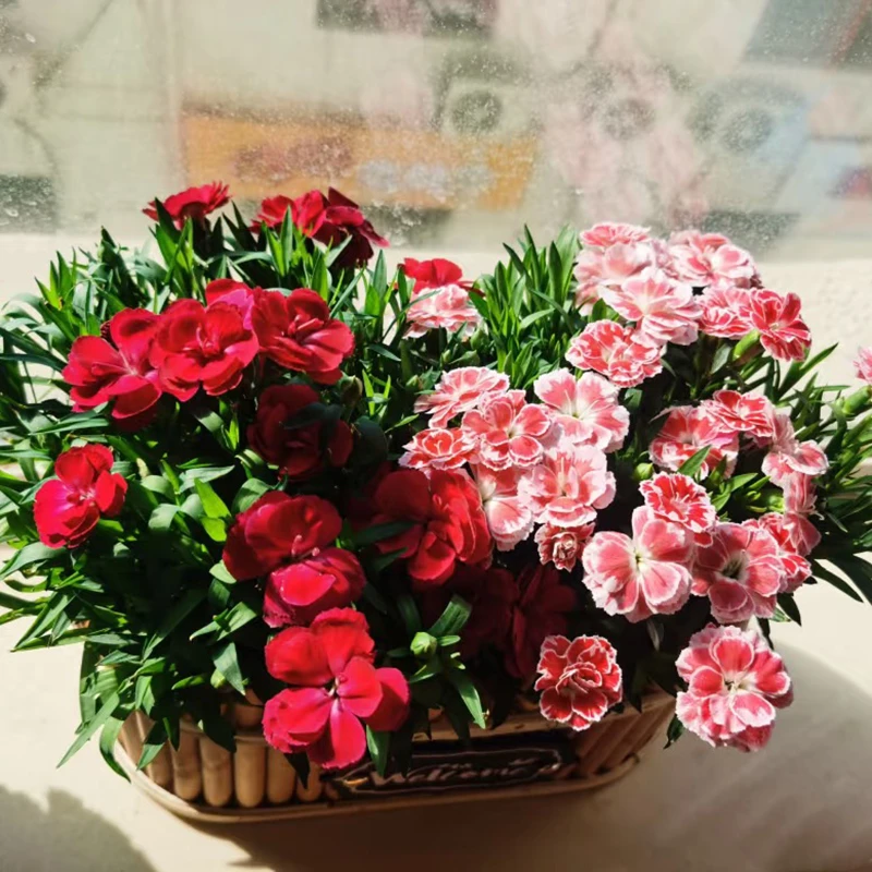 一盆多色混色香味奥斯卡康乃馨盆栽带花苞室内阳台花卉