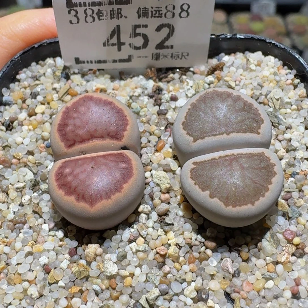 Ssss精品生石花452