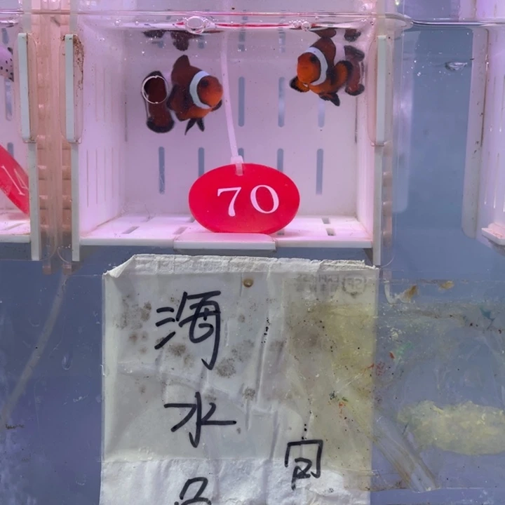 海水鱼精品玛瑙一对4-5