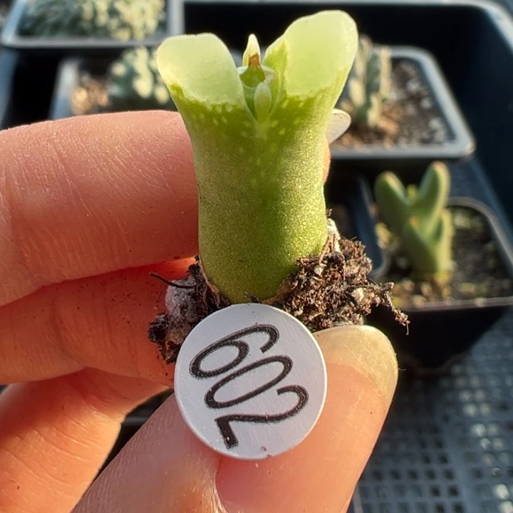 602号111111111111111