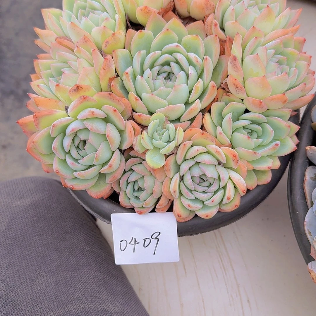 0409莎莎女王多肉植物