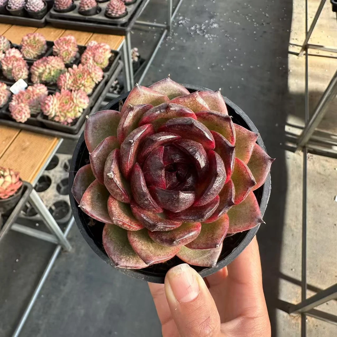 10#牛魔王多肉植物    前男友精品多肉  SM0692