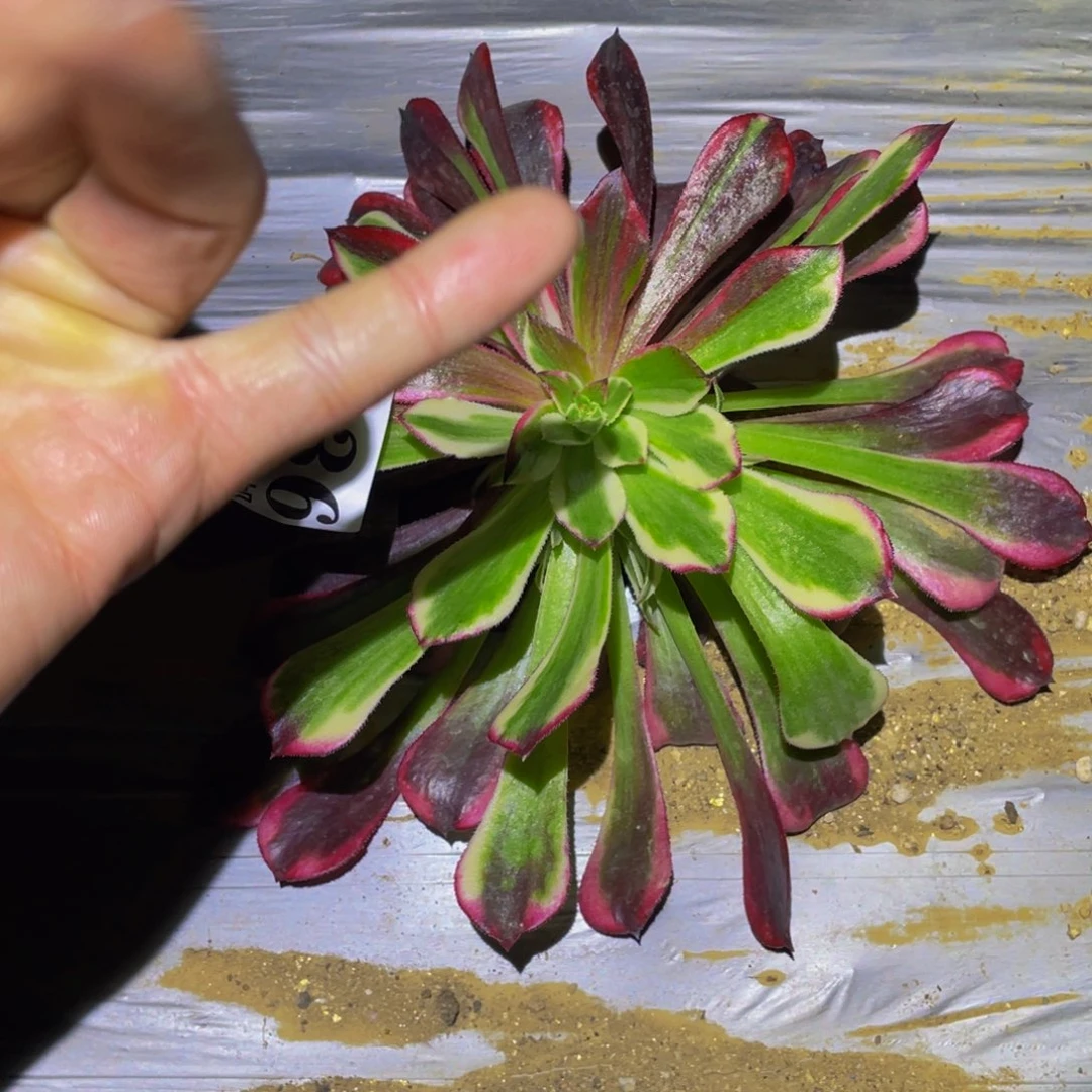 同花顺多肉植物936