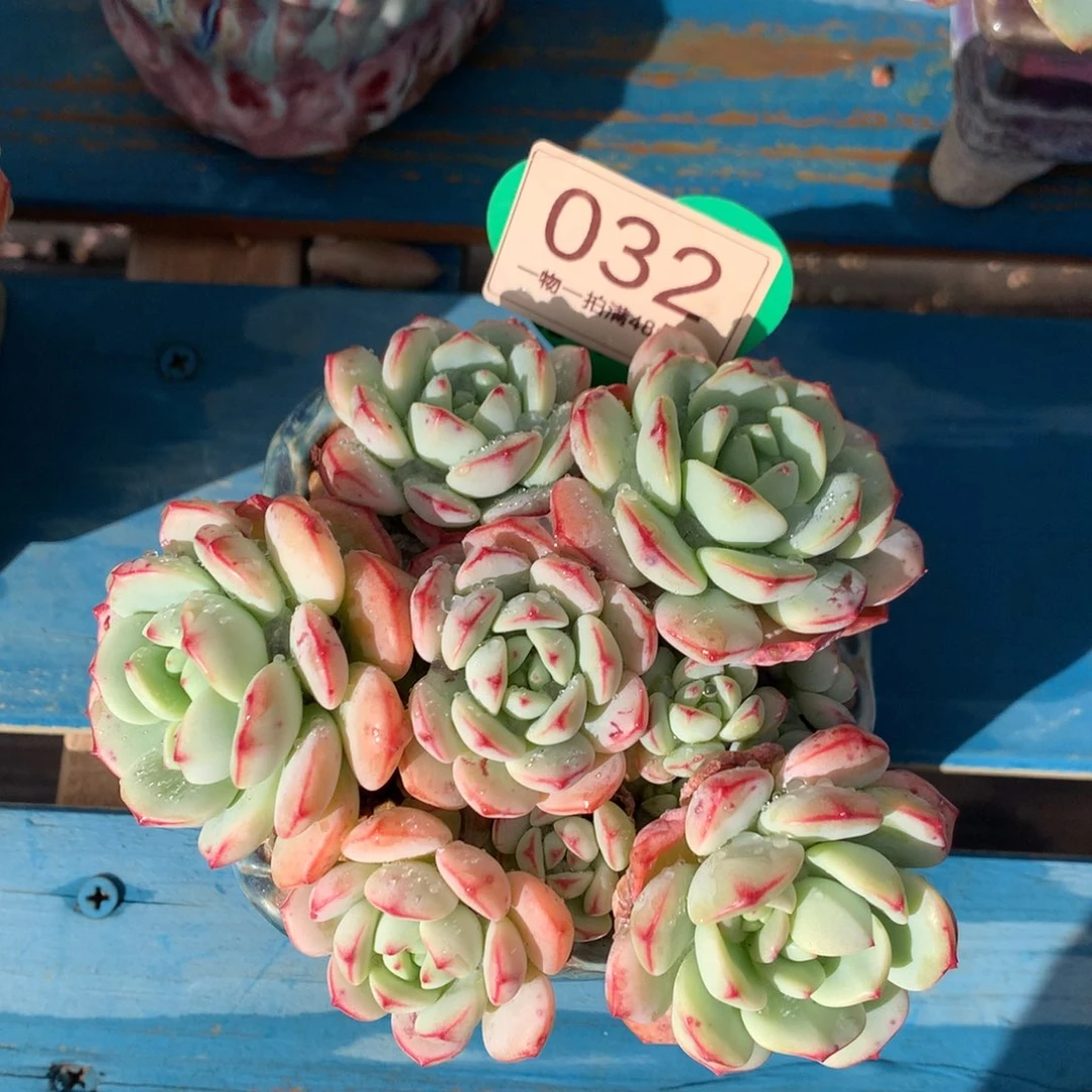 香草无砍平头捧花032