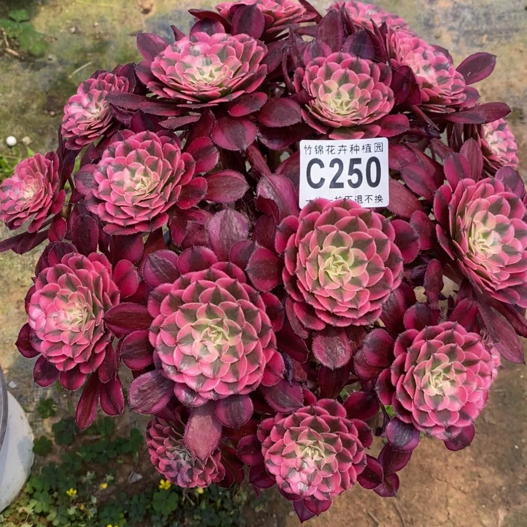 250红彤嫩桩一棵