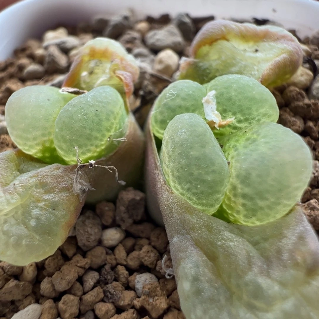 620优选1453.9樱花三头母本