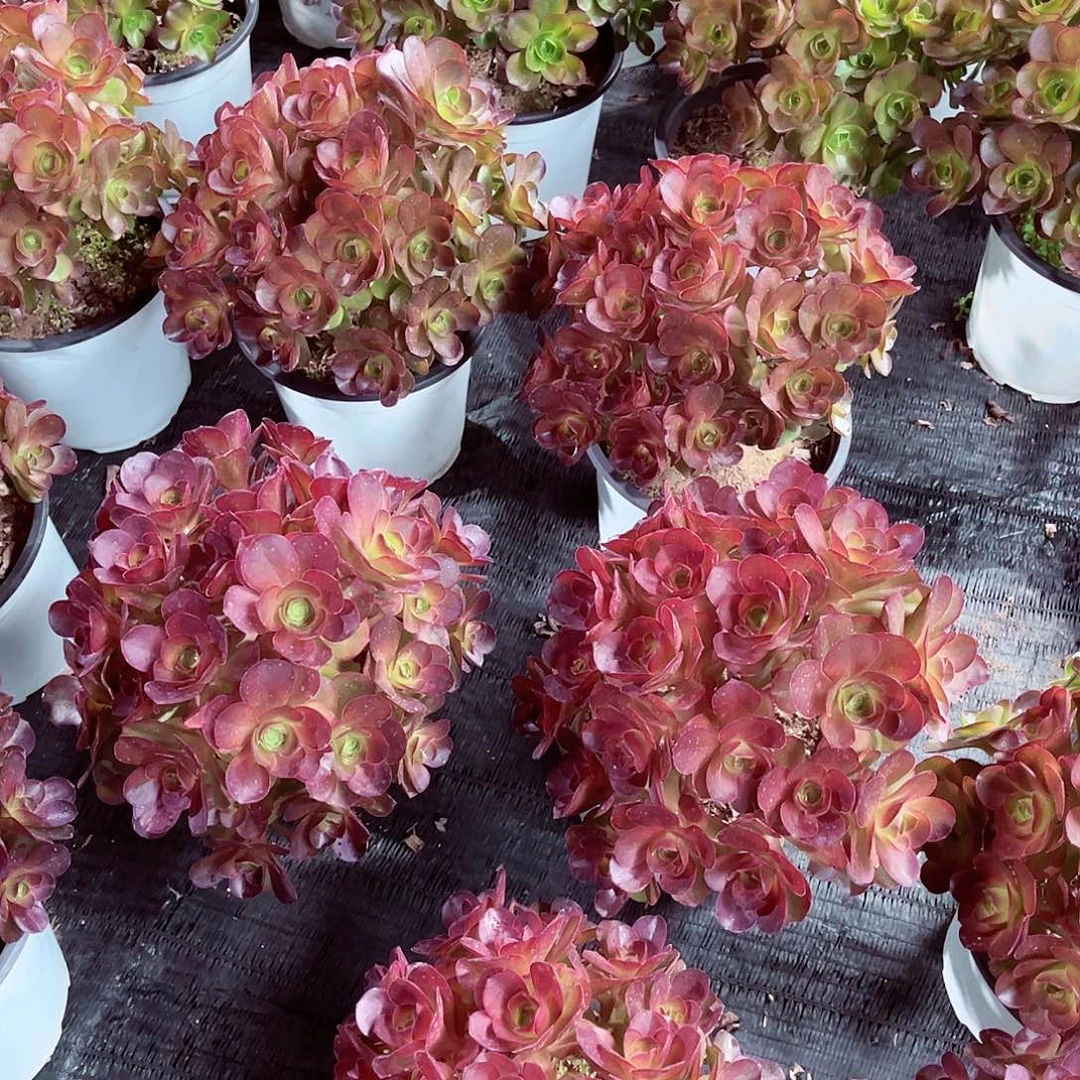 法师多肉植物魅金